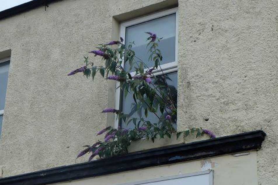 Buddleia - growing by window - PCA